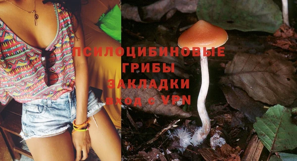 трава Белокуриха